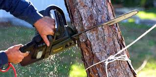 Best Tree Health Inspection  in Gate City, VA